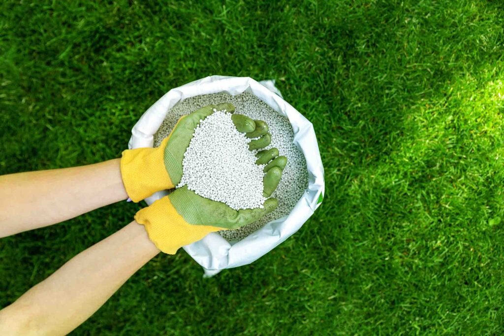 Hands Holding Granular Fertilizer For A Lawn