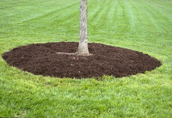 Hgic Trees Proper Mulch 600.jpg